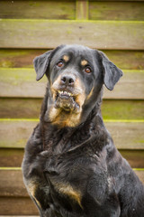 Alter Rottweiler mit Überbiss