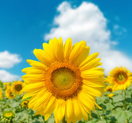 sunflower closeup on field and blue sky