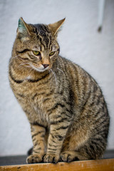 Braungetigerte Katze schaut zur Seite