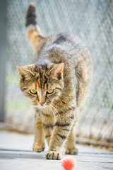 Freigängerkatze spielt mit einem Ball