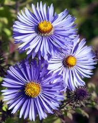 Rauhblattaster, Aster novae-angliae, Barr's Blue,