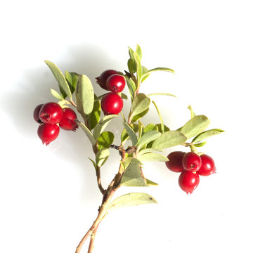 Preiselbeere, Vaccinium vitis-idaea, Beeren, Beerenobst,