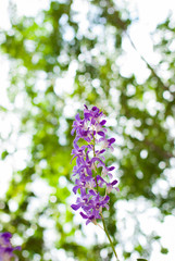 Purple orchids