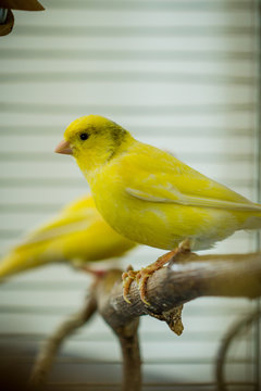 Gelber Kanarienvogel