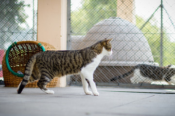 Obraz premium Katze steht