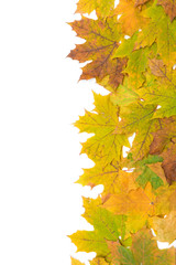 Naklejka na ściany i meble autumn maple leaves on a white background