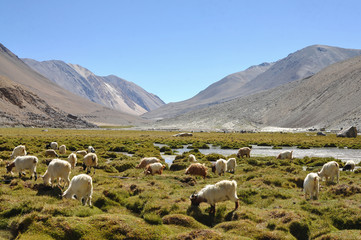 Naklejka premium Sheep surrounding with mountain in Ladakh, India