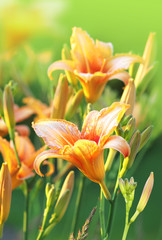orange lily on a background of green garden