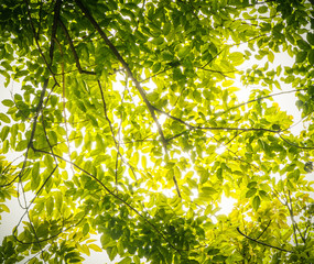 green leaves