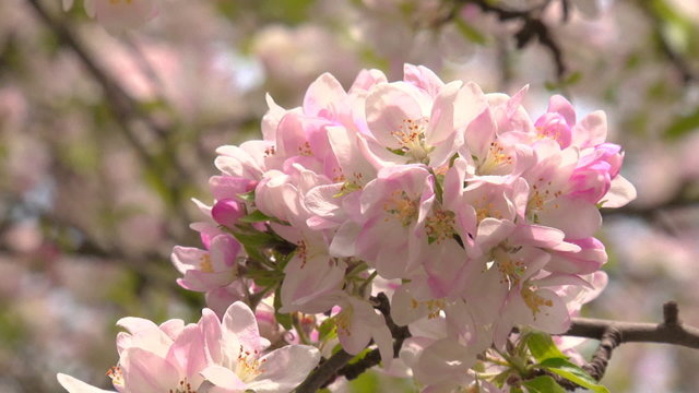 flowering trees in the spring