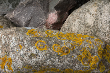 Ringflechte auf Fels