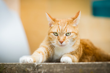 Rotgetigerte Katze streckt sich