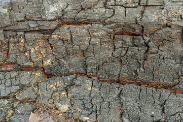 texture the old tree in the forest