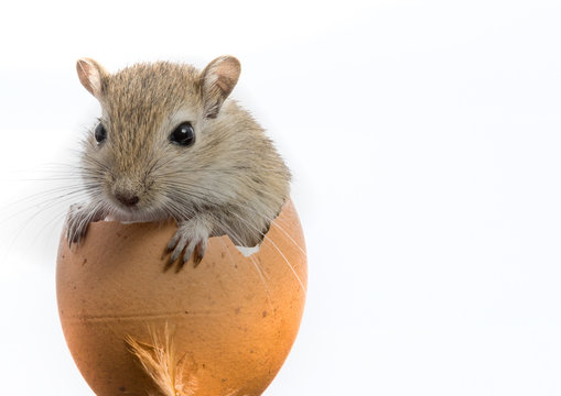 Maus im Ei