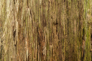 texture the old tree in the forest