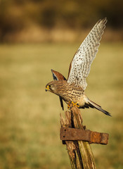 Female kestrel