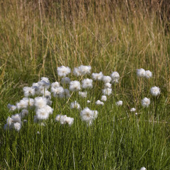 Fototapeta premium White fluffy flowers, Northern Norway, Lofoten