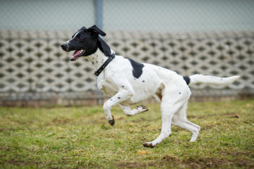 Border Collie Mischling in Bewegung