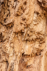 texture the old tree in the forest