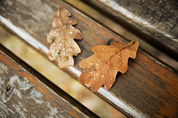 Oak autumn leaves with drops of rain water