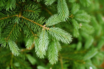 green needles of pine tree as natural background