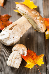 White Mushroom (cep)