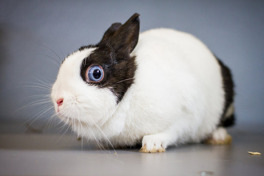 Zwergkaninchen mit blauen Augen