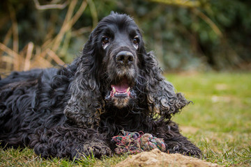 Cocker Spaniel