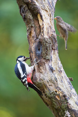 Female Great Spotted Woodpecker and sparrow