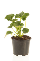 Young common Hollyhock