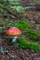 young fly agaric