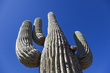 Giant Large saguaro cactus © kennytong