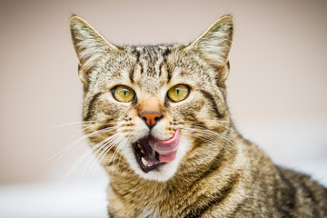 Katze leckt sich das Maul