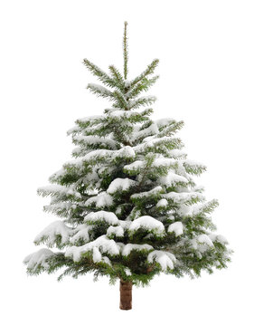 Perfekter verschneiter Weihnachtsbaum, isoliert