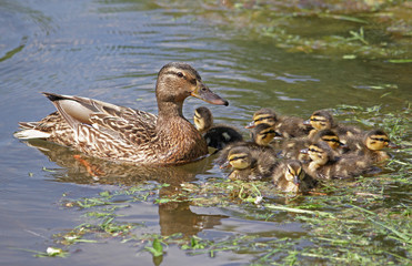 Duck with little ducklings in the water