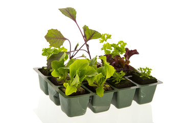 Vegetables and herbs for vegetable garden