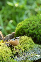 Eurasian Nuthatch