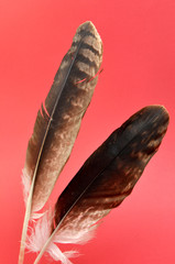 Two eagle feathers against a red background.