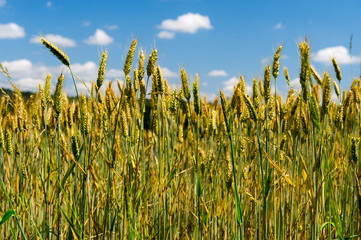 Obraz premium grain field