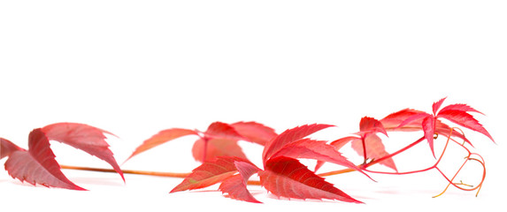 Herbstliche Jungfernrebe auf weiß