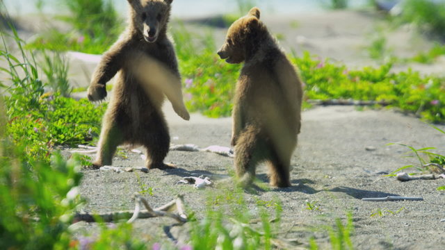 Baby Brown Bear cubs playing in summer time and having fun, Alaska, USA