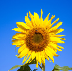 Naklejka premium sunflower background