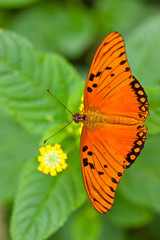 Vanillefalter (Agraulis vanillae)