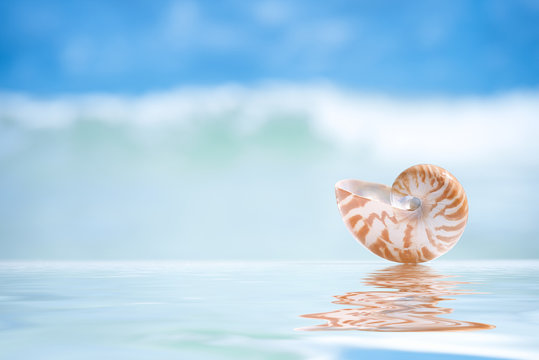 small nautilus shell  and reflection with ocean, wave and seasca
