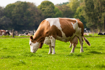 Fototapeta na wymiar Cows on meadow. Grazing calves