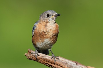 Female Eastern Bluebird
