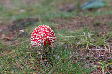 poisonous mushroom