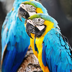Blue and Gold Macaw