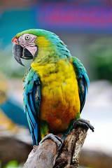 Harlequin Macaw