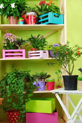 Beautiful flowers in pots on wooden shelves in room